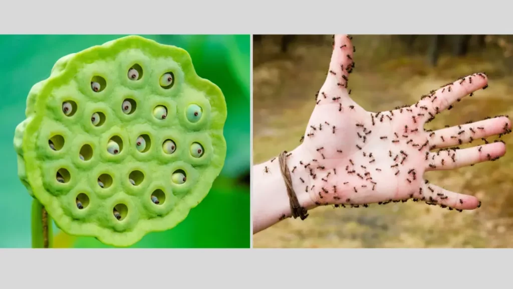 Trypophobia-triggering-Images